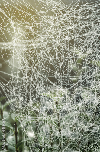 Web. Spider weaving at dawn close-up.