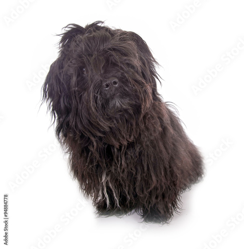 Schwarzer, langhaariger Hund