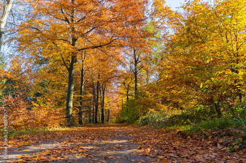 Goldener Herbst © Waldemar Milz