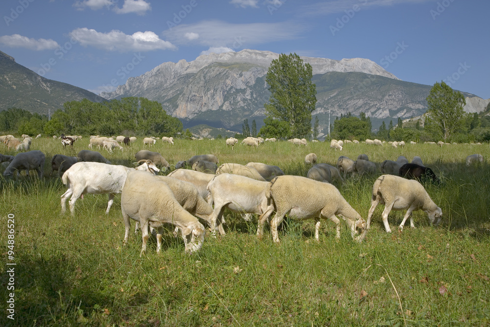 Goats grazing in foreground with mountains in background of Pyrenees Mountains, Province of Huesca, Spain Goats grazing in foreground with mountains in background of Pyrenees Mountains, Province of Huesca, Spain