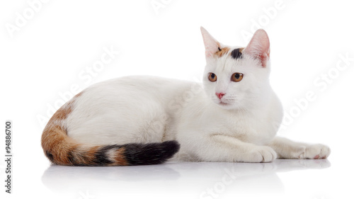 White cat with a multi-colored striped tail lies
