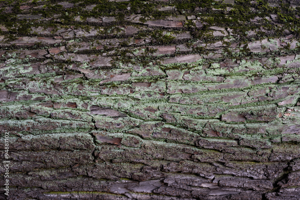 Seamless tree bark texture background. Seamless tree bark texture background.