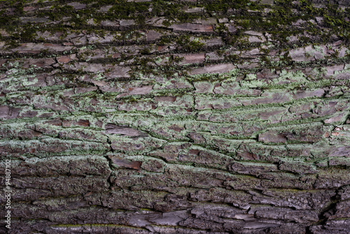 Seamless tree bark texture background.