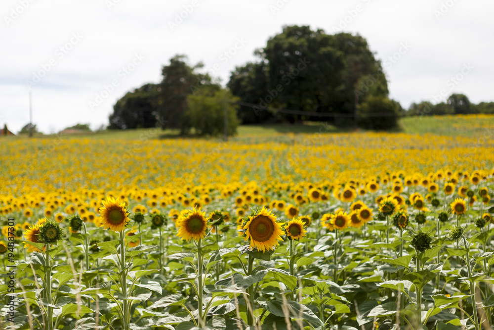 champ de tournesols champ de tournesols