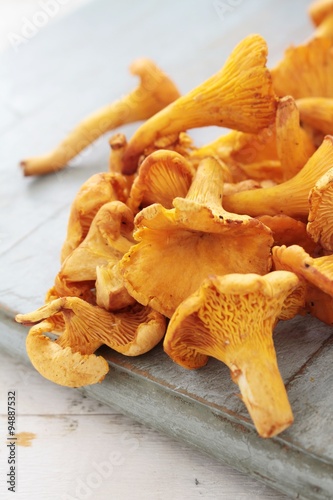 wild chanterelle mushrooms