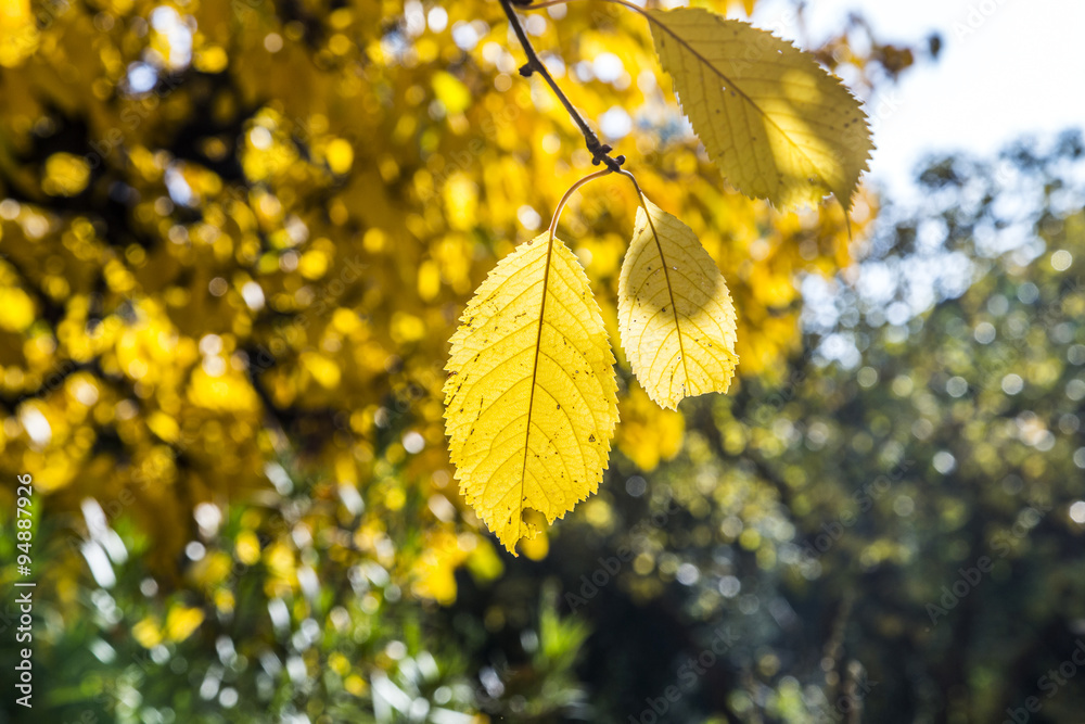 Obraz premium cherry tree leaves under blue sky in harmonic autumn colors