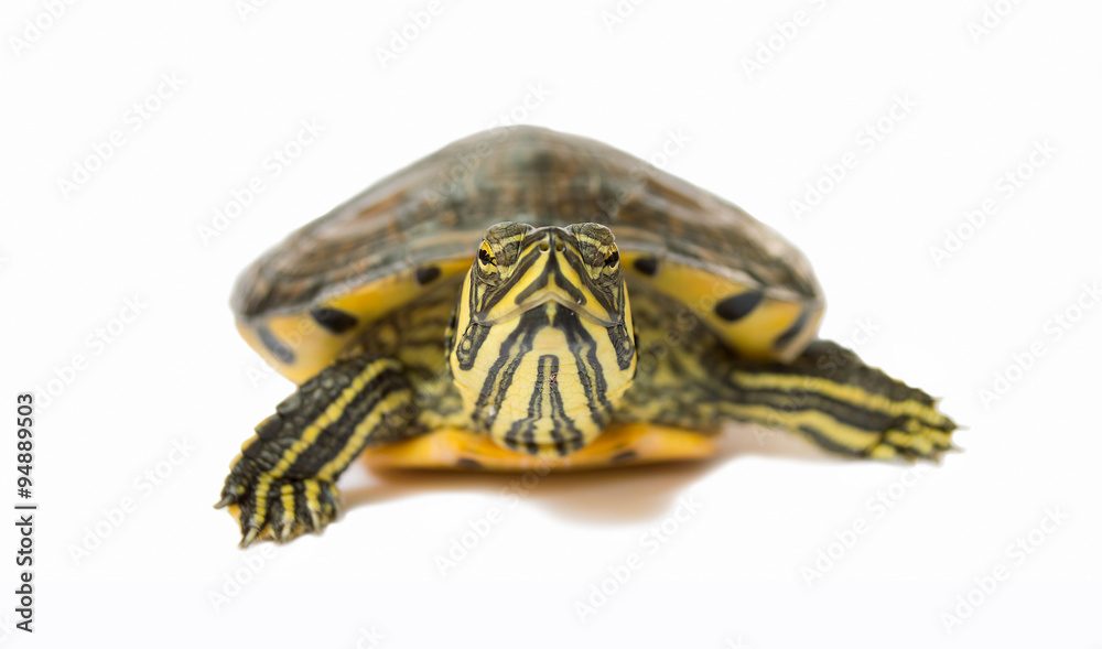 Obraz premium turtle walking slowly