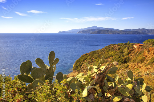 Elba island, cactus indian fig opuntia, coast view Capoliveri Tu photo