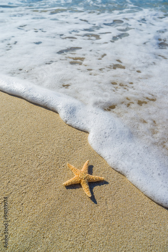 starfish on the beach