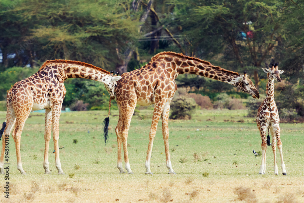 Giraffes in Naivasha park Giraffes in Naivasha park