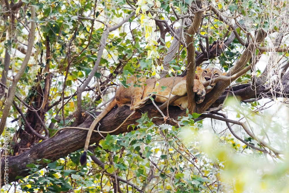 Lioness on a tree