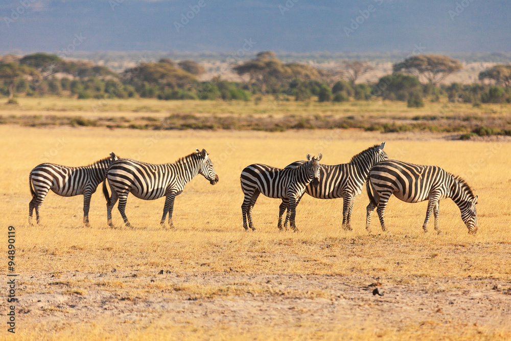 Obraz premium Zebras, Masai Mara