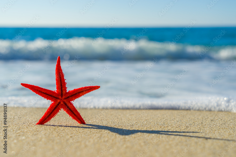 starfish on the beach