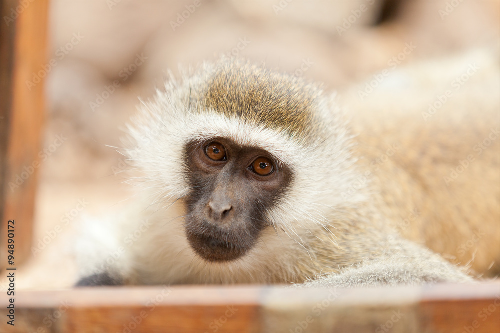 Vervet monkey Vervet monkey