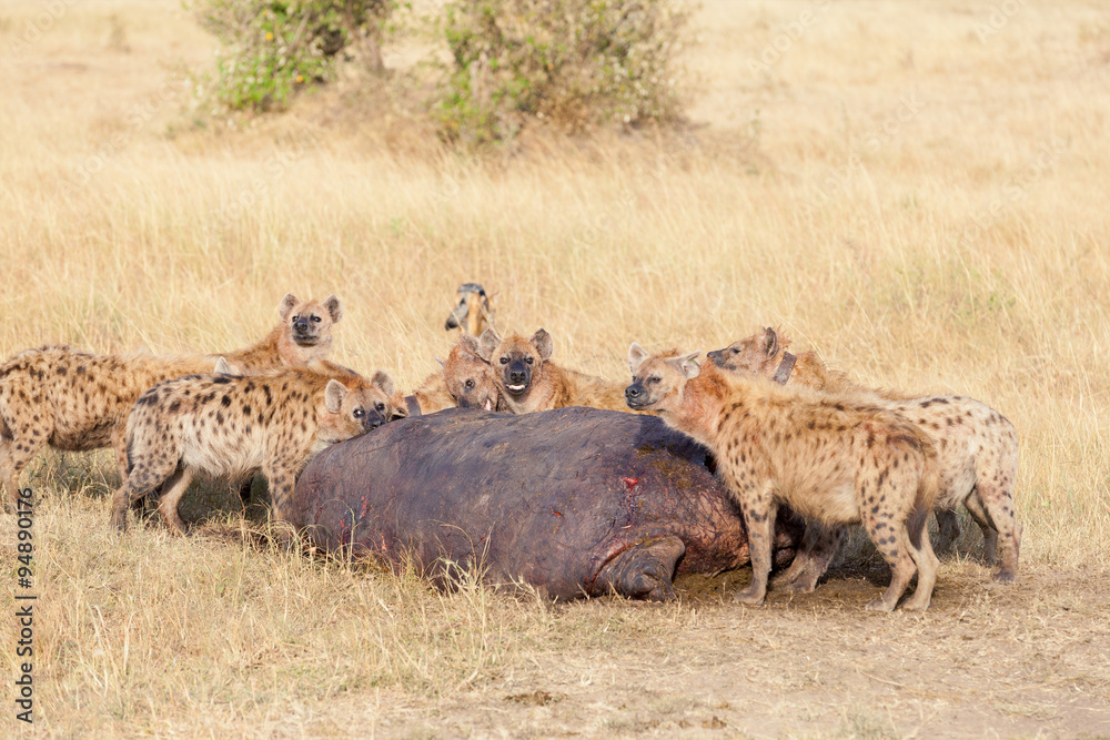 Hyenas eating prey, Masai Mara Hyenas eating prey, Masai Mara