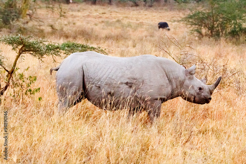 Black Rhino in Nakuru Park