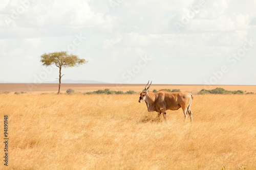 Eland antelope, Masai Mara photo