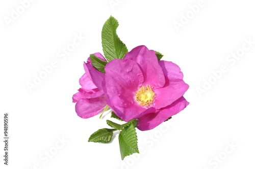 Pink Rosa rugosa on white background