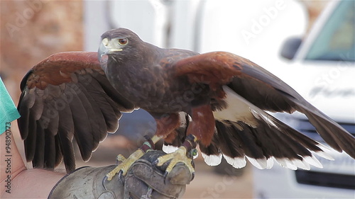 All-round observing of adorable eagle with open wings - close up photo