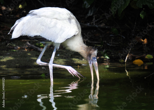 Woodstork / Woodstork in the Florida Everglades photo