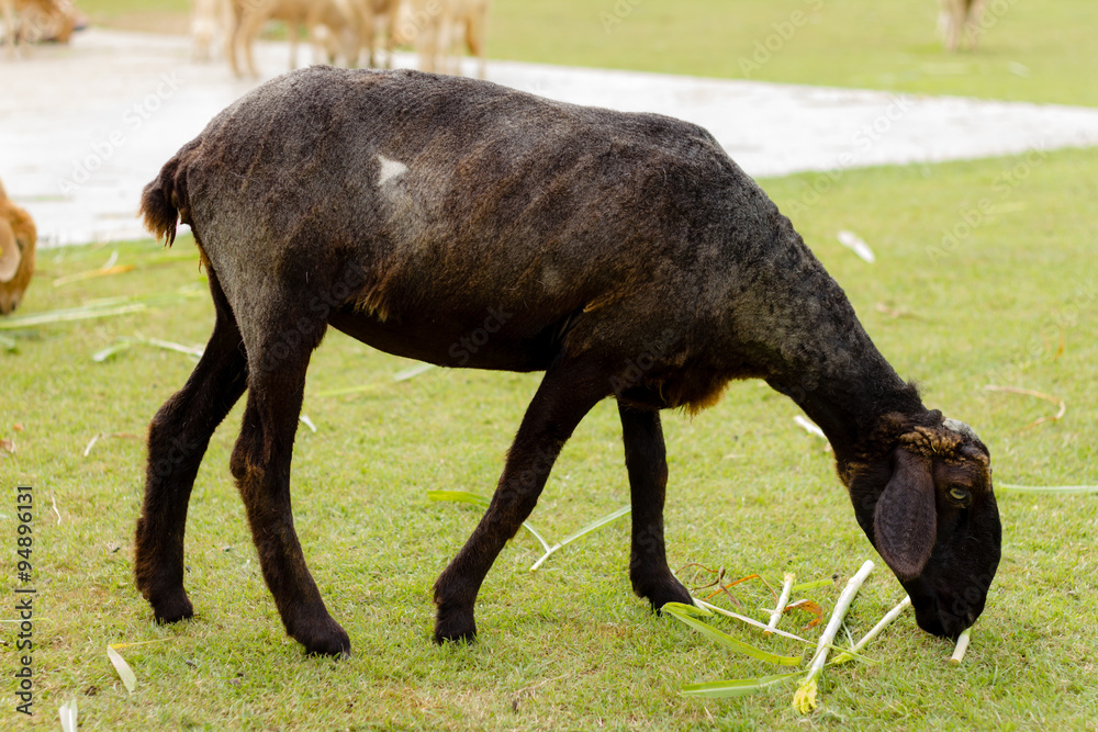 Fototapeta premium Black sheep eating grass