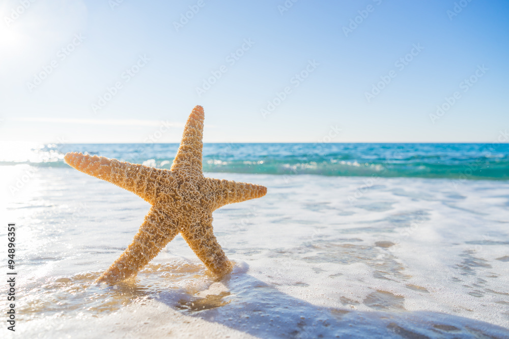 Starfish on the beach Starfish on the beach