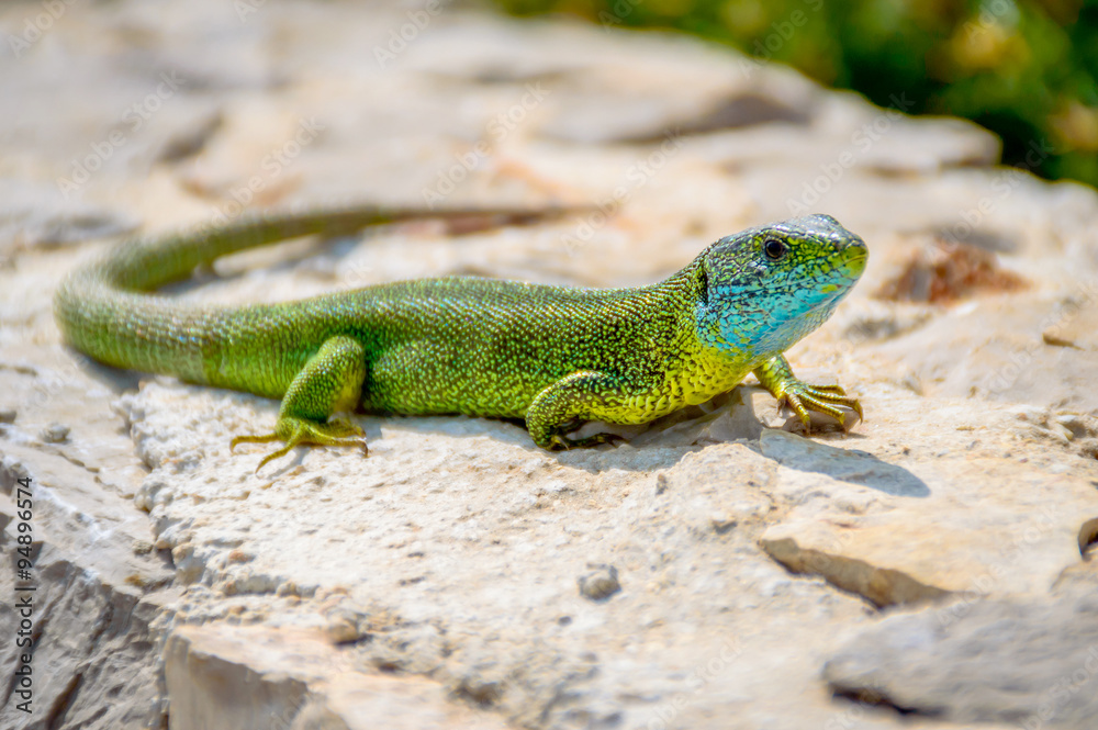 Green emerald gecko lizard sunbathing on a rock