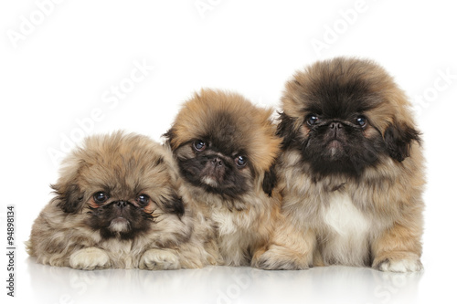 Pekingese puppies photo