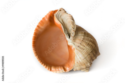 Big sea shell open