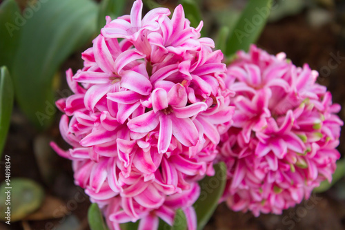 Pink Pearl Regular Hyacinth