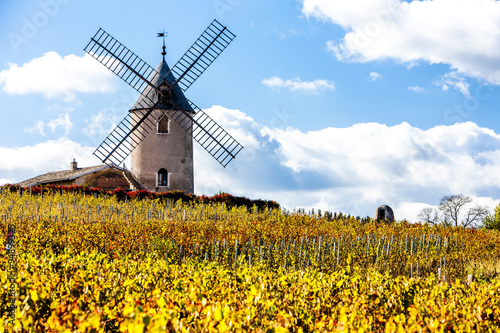 vineyard with windmill near Chenas, Beaujolais, Rhone-Alpes, Fra