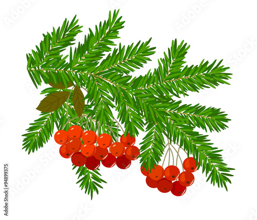 Branches of spruce and rowan