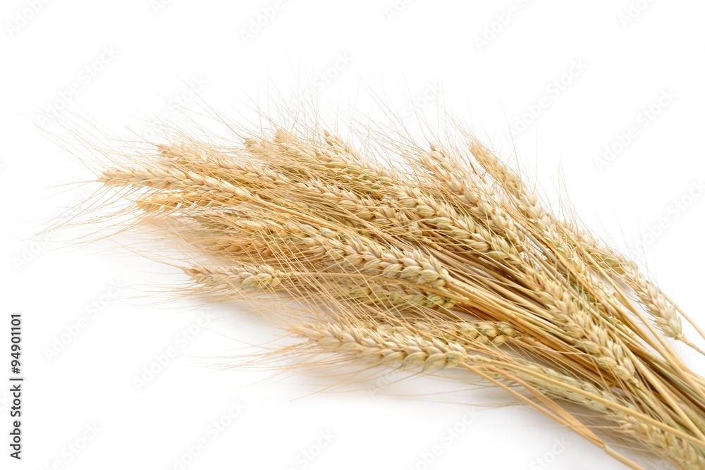 wheat on the white background wheat on the white background