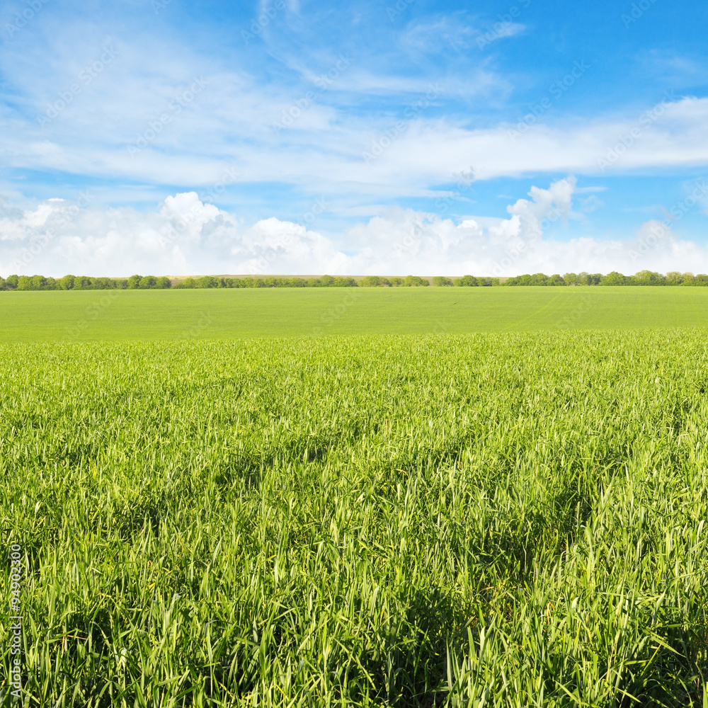 green field and blue sky with clouds