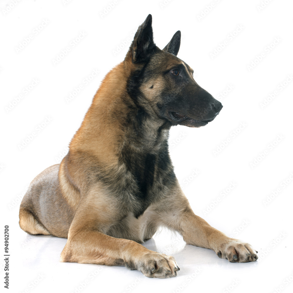 belgian shepherd dog belgian shepherd dog