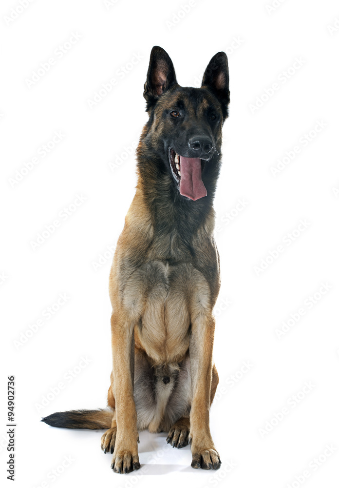 belgian shepherd dog