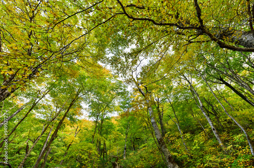 Fall Foliage Vermont © demerzel21