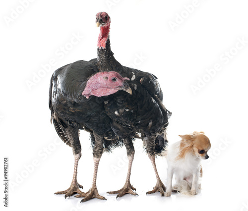 turkey isolated and chihuahua