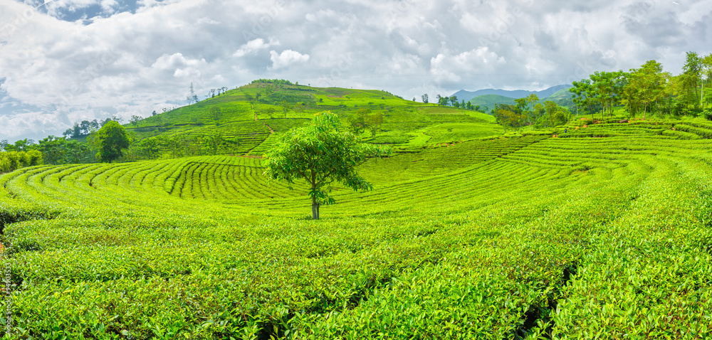 Fototapeta premium Tall trees on the hill tea with tea tree hugging carpet hills mountainous area of Yen Bai, Vietnam