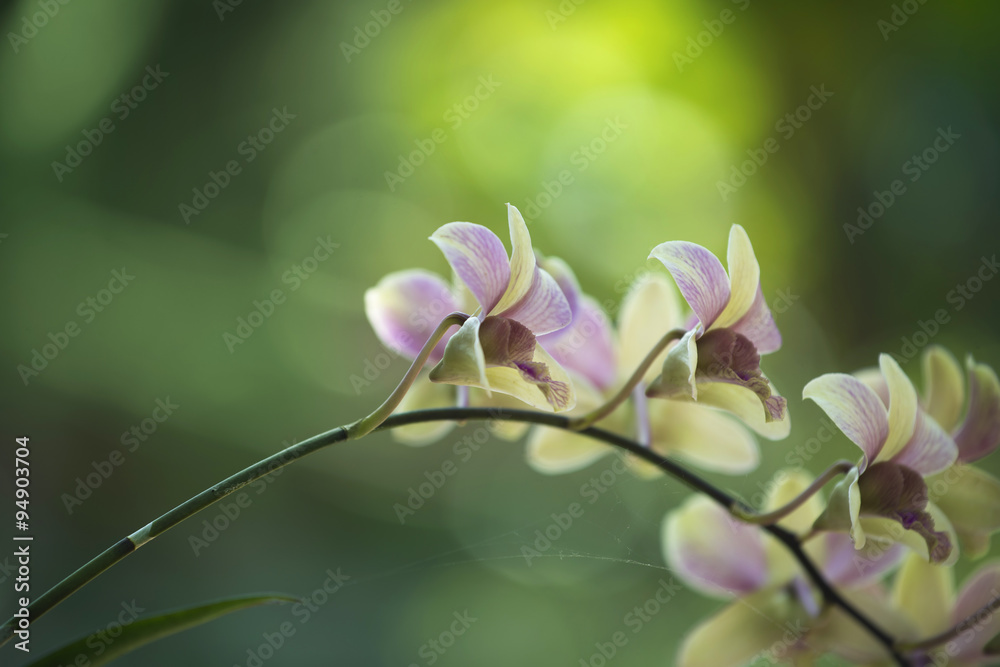 Fototapeta premium orchid flower