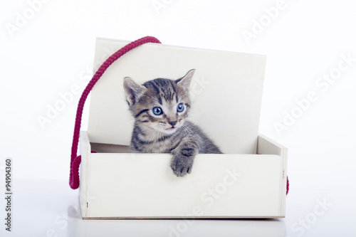 Gatito saliendo de caja de regalo
