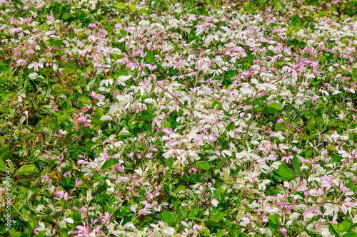 Pink flowers background