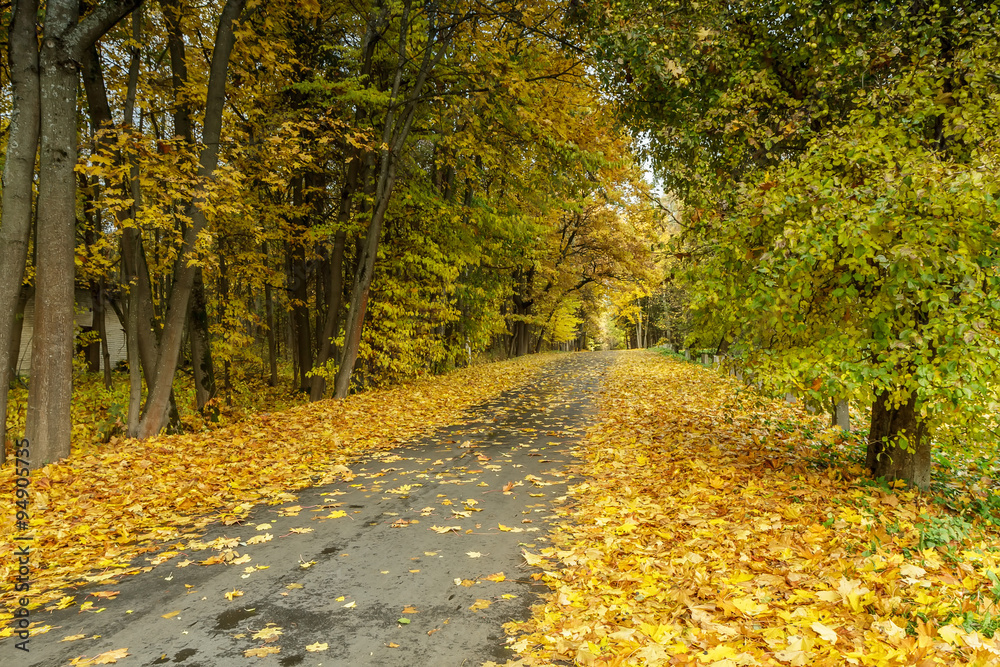 Fototapeta premium Road to forest