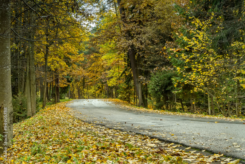 Naklejka premium trees near the road