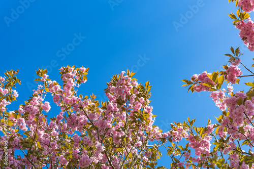 April blooming pink prunus tree on sunny day blu sky. Japanese prunus serrulata with fresh petals, perfect for gardening blogs, business websites, book covers