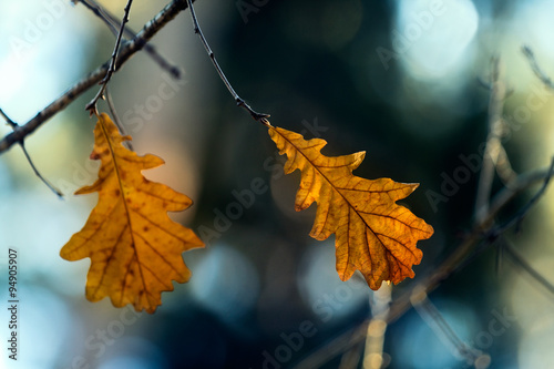 Oak leaves in autumn./ A few yellowed oak leaves on the branches in the autumn sky background.