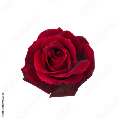 Dark red rose