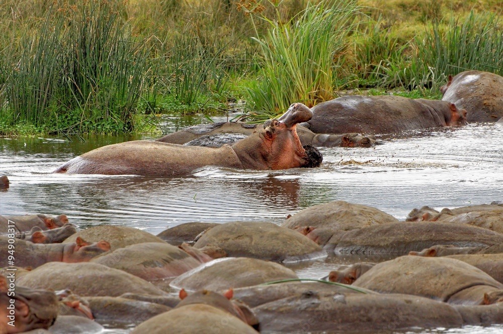 Fototapeta premium Hippos resting in the river in Ngorongoro Conservation Area, Tanzania