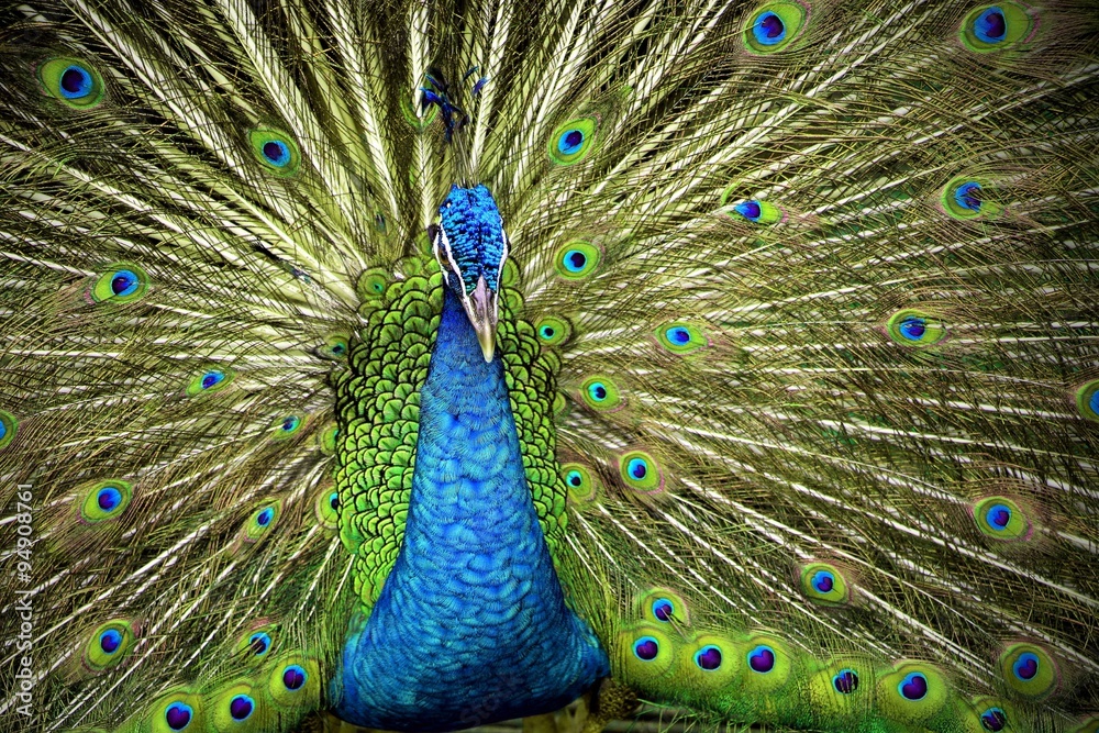 Fototapeta premium Indian Blue Peafowl