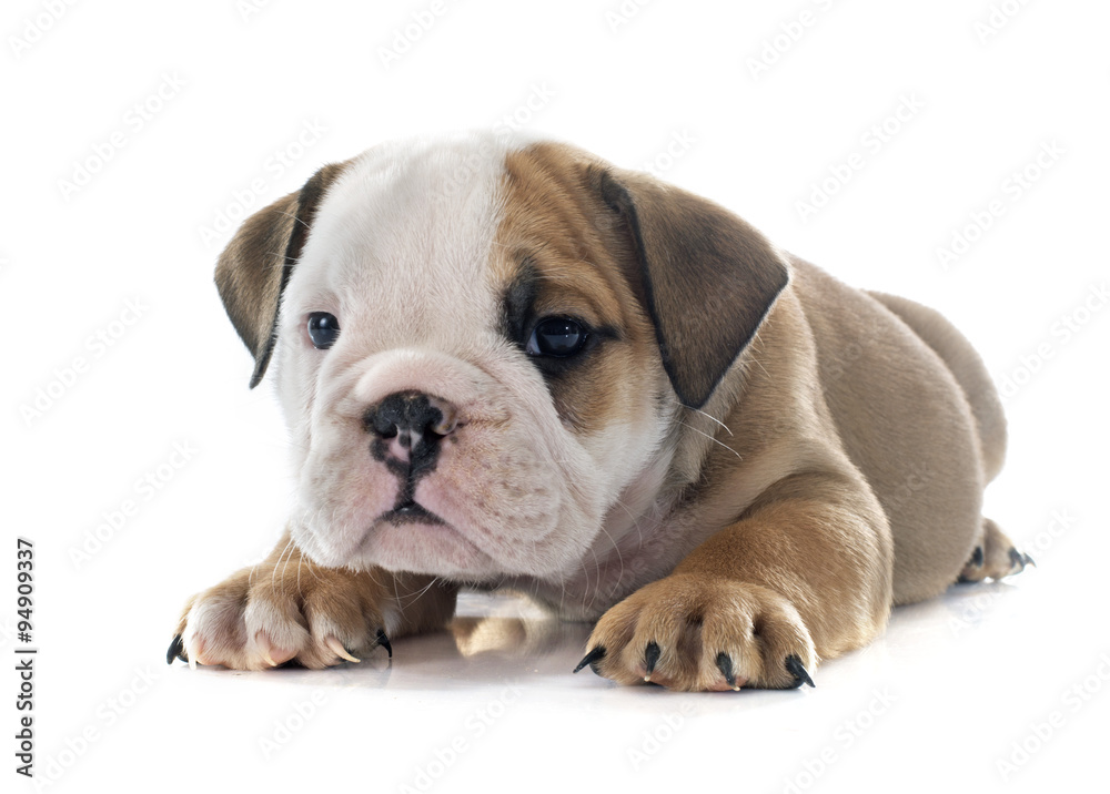 puppy english bulldog